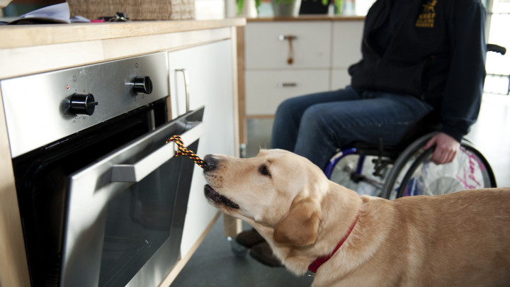 blonde hond opent oven met een touw. Op de achtergrond iemand in een kngf-jas in een rolstoel
