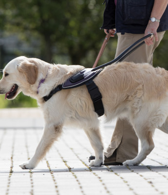 blindengeleidehond