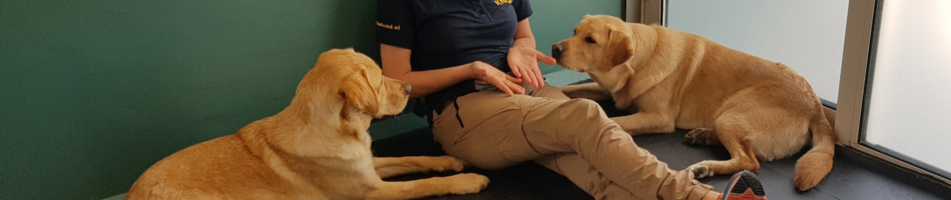 Een collega zit op de grond in de kennel met 2 blonde honden naast zich