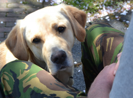 Blonde hond zit tussen de benen van iemand met een camouflagebroek een en kijkt omhoog