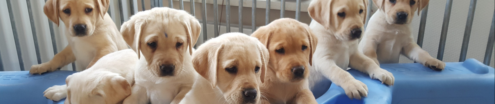 pups nieuwsgierig kijkend vanuit hun bench