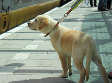 blonde labradorpuppy op het station