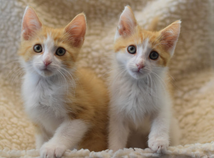 De rood-wit gevlekte kittenbroertjes Razzle en dazzle naast elkaar