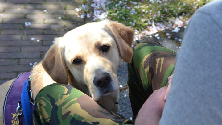 blonde hond zit tussen de benen van iemand met een legerbroek aan.