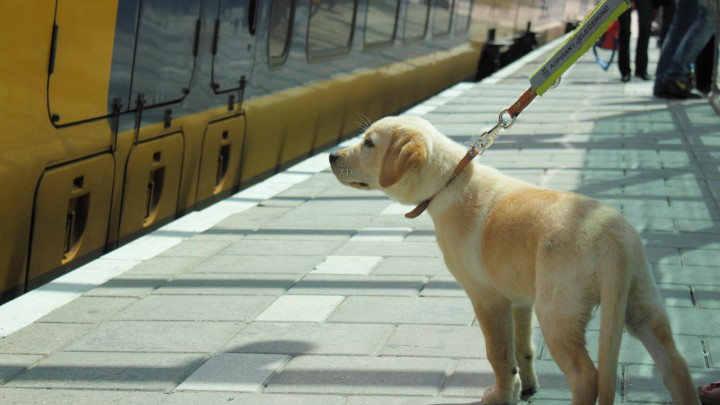 Puppypleeggezin oefent met pup op station