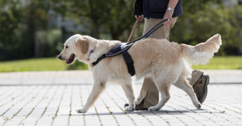 blindengeleidehond lopend over straat