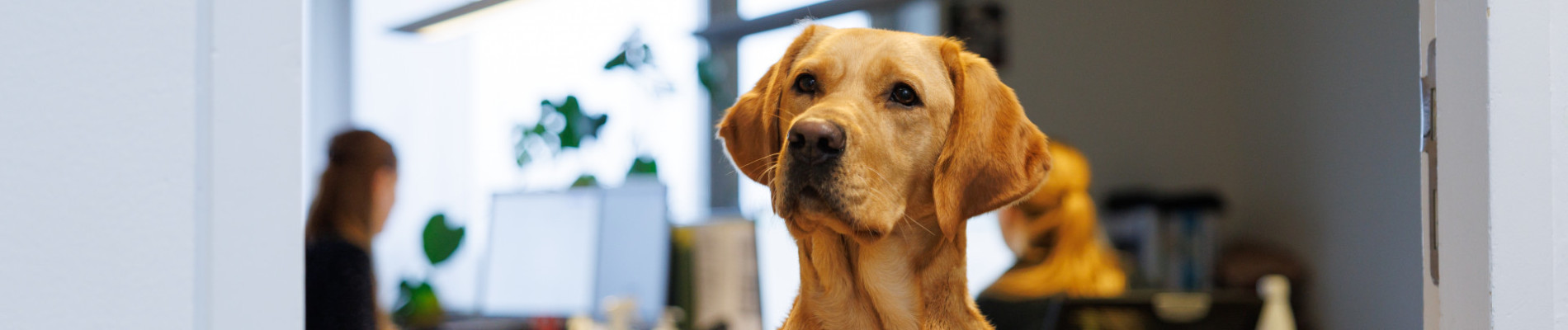 hond kijkt op kantoor over een halfhoog deurtje heen