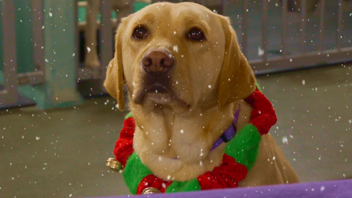 blonde hond met kerst halsband om en sneeuwvlokjes