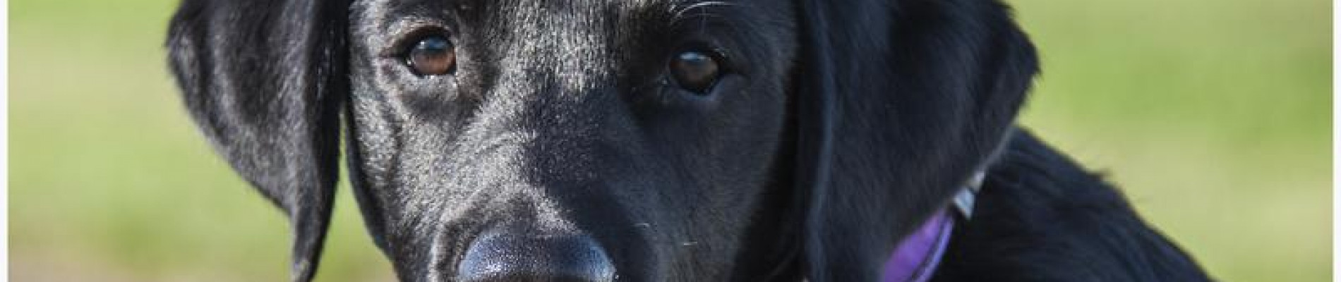 Zwarte labrador kijkt in camera