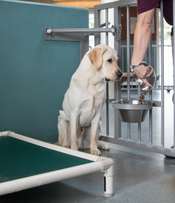 Geleidehond in opleiding krijgt eten in de kennel