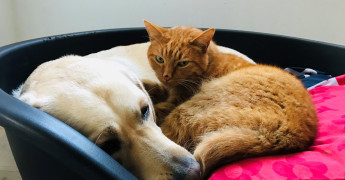 hond en kat liggen in een mand