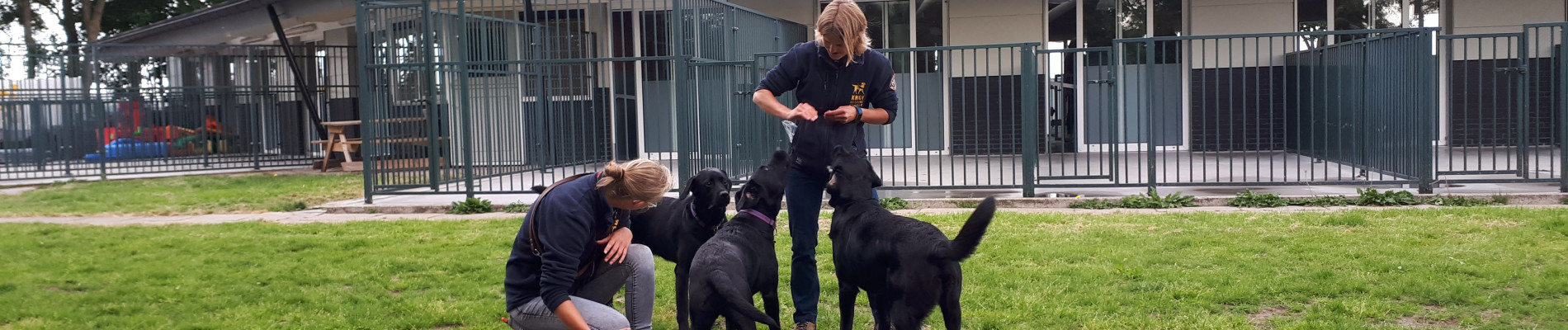 Voor de kennel spelen drie van de nieuwkomers samen met twee trainers in het gras.