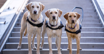 Drie geleidehonden kijken over de schutting de ruimte in