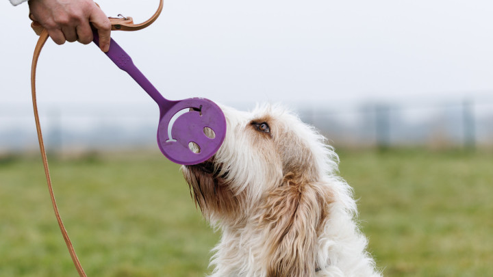 hond tijdens de paws- workshop