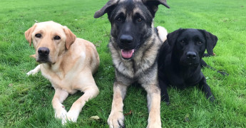 drie verschillende hondenrassen die KNGF inzet in de opleiding tot hulphond