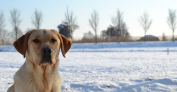 Hond met een winters landschap op de achtergrond