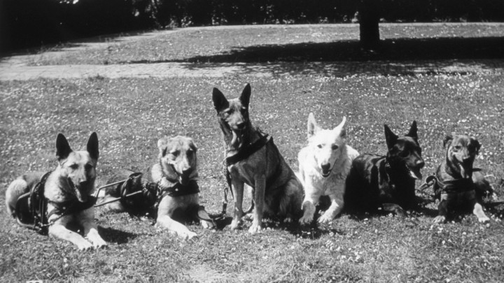 Zwart-wit foto met verschillende soorten hondenrassen op een rijtje