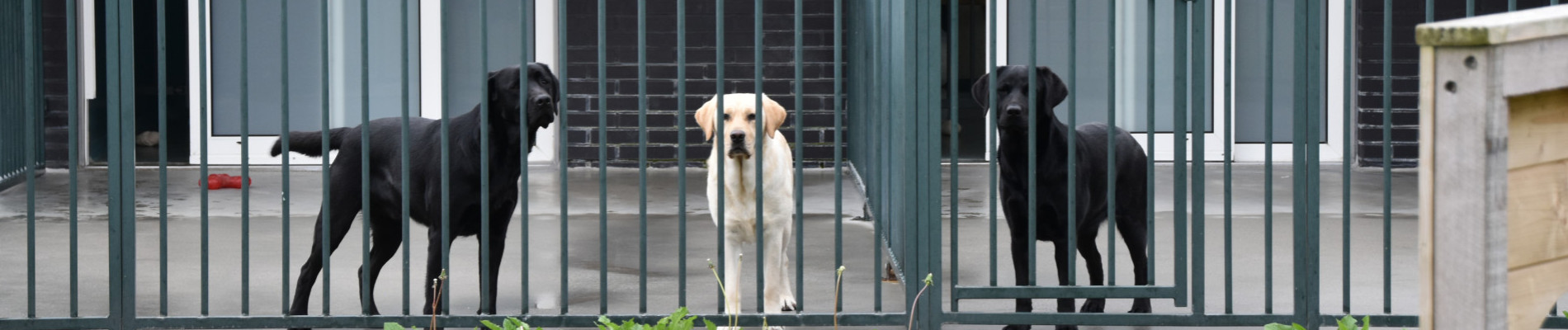 Drie honden in de buitenkennels