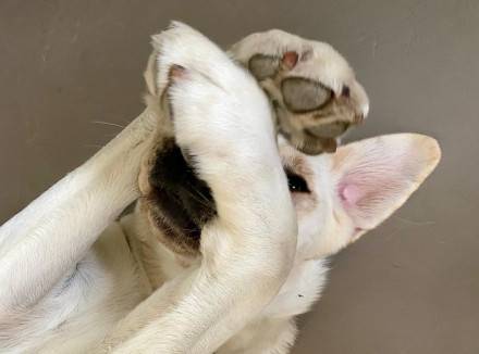 blonde hond verstopt zich achter zijn pootjes