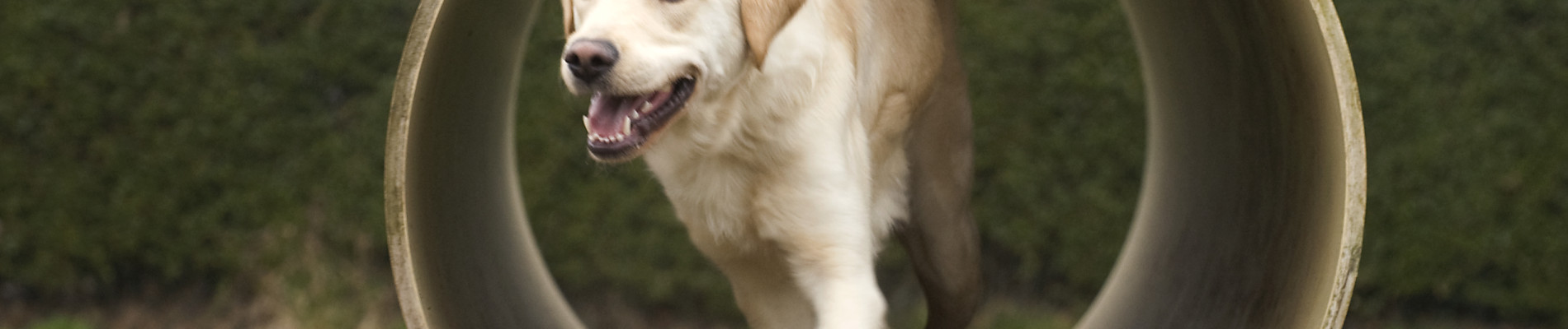 Een blonde labrador rent door een tunnel op een speelveldje