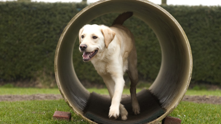 Een blonde labrador rent door een tunnel op een speelveldje