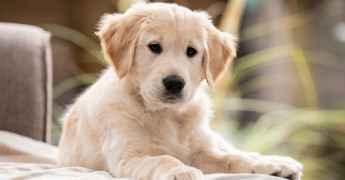 pup in het gras