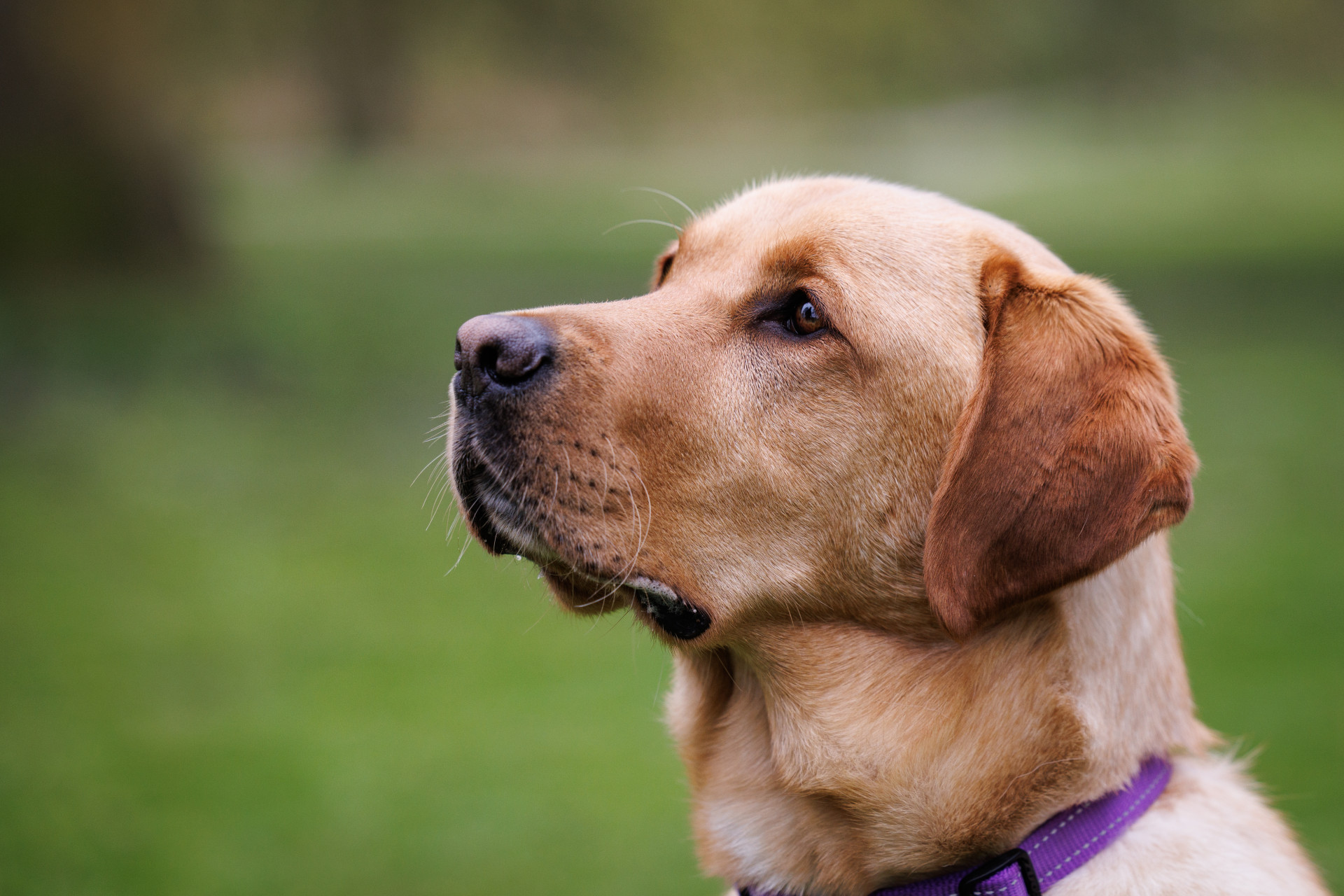 Blonde hond van dichtbij