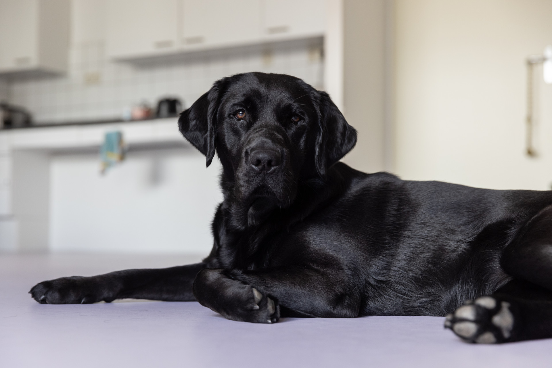 Zwarte hond kijkt in de camera