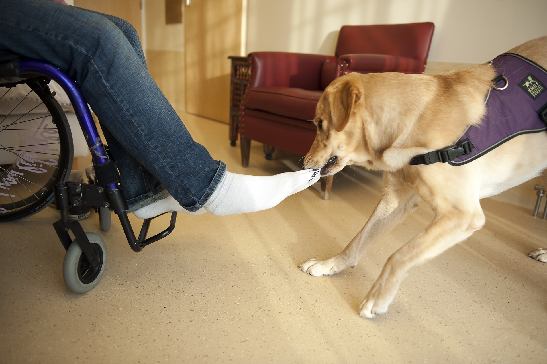 Komt jouw hond in aanmerking?