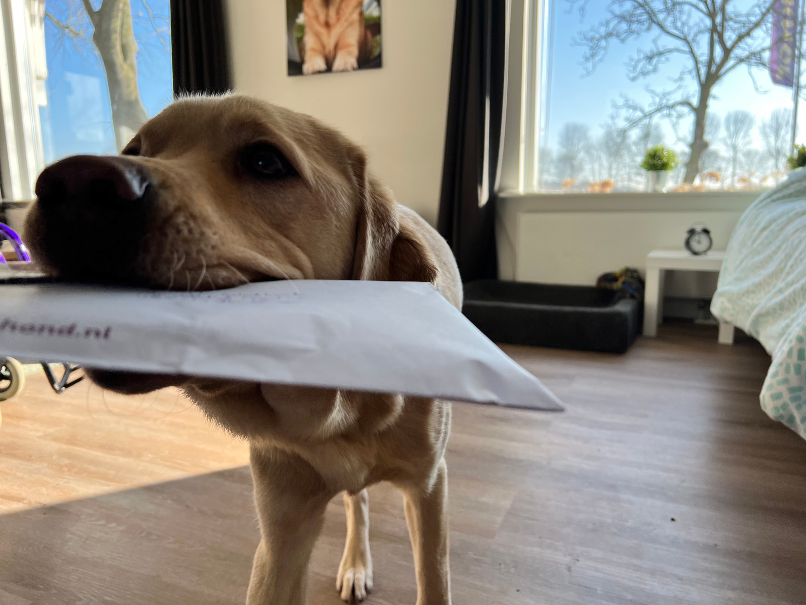 blonde hond komt een envelop brengen