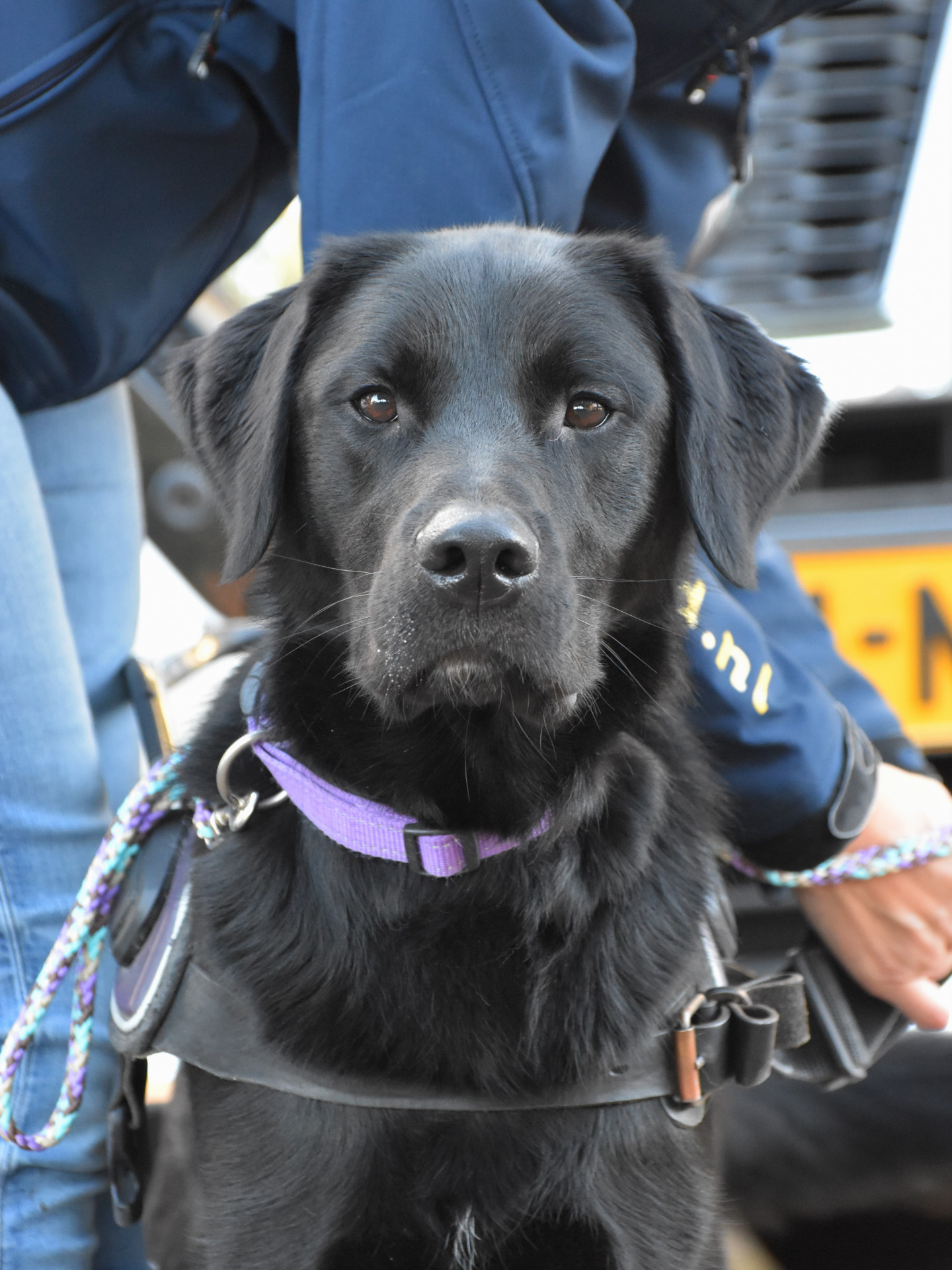 zwarte labrador Rufus van voren in kngf-tuig