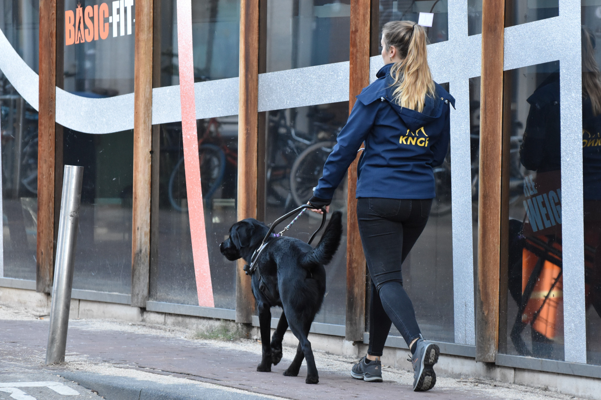 Zwarte labrador loopt samen met zijn trainer over straat
