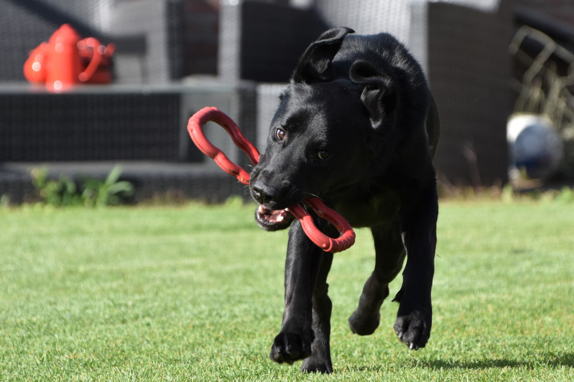 zwarte labrador Rufus speelt buiten