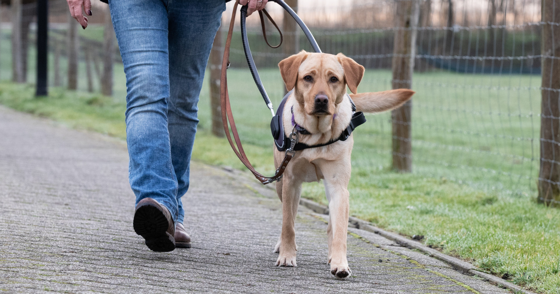 Hulphond labrador retriever