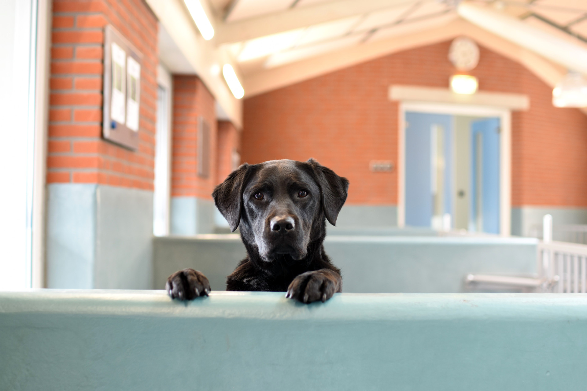 Zwarte hond kijkt over randje in de kennel heen