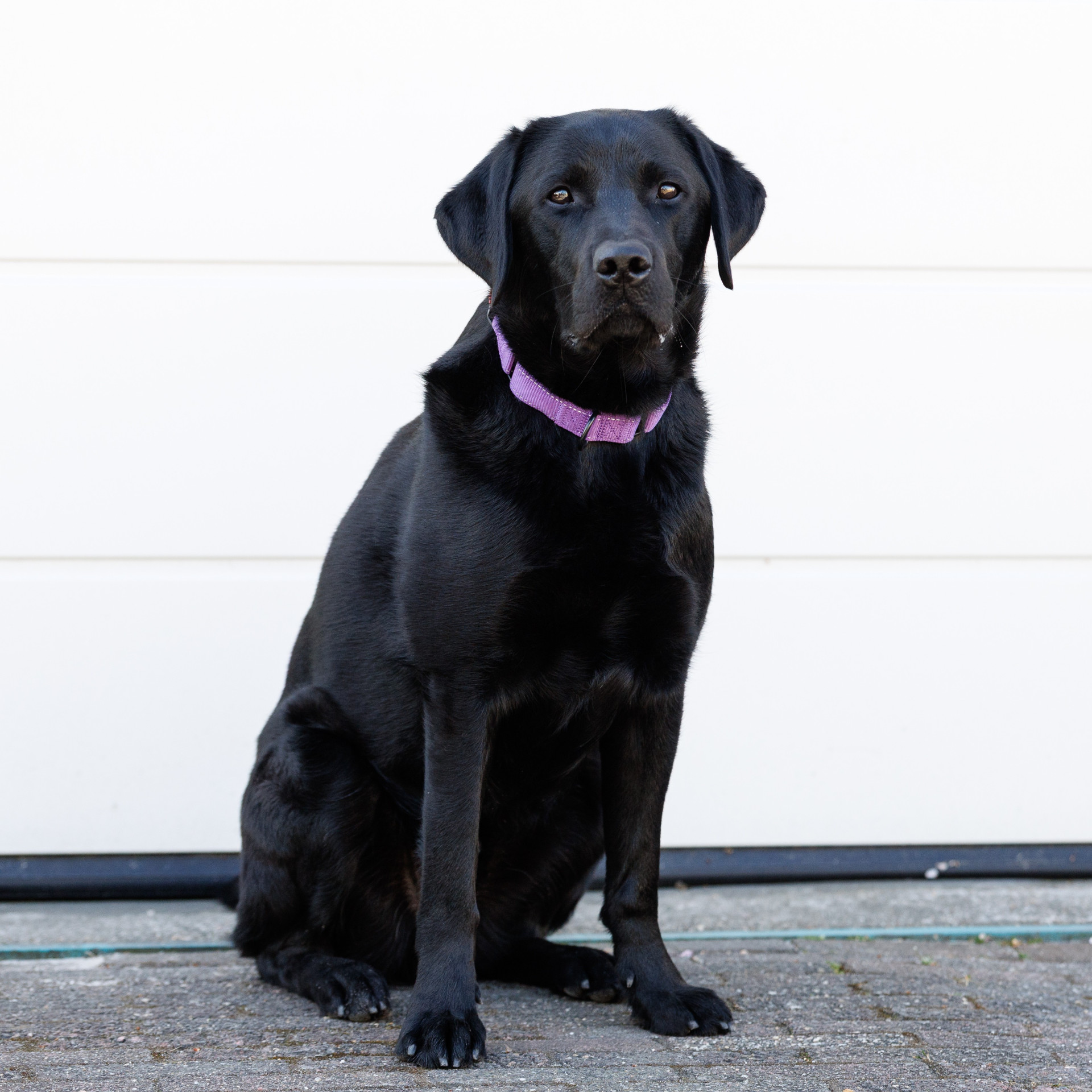ADL-assistentiehond