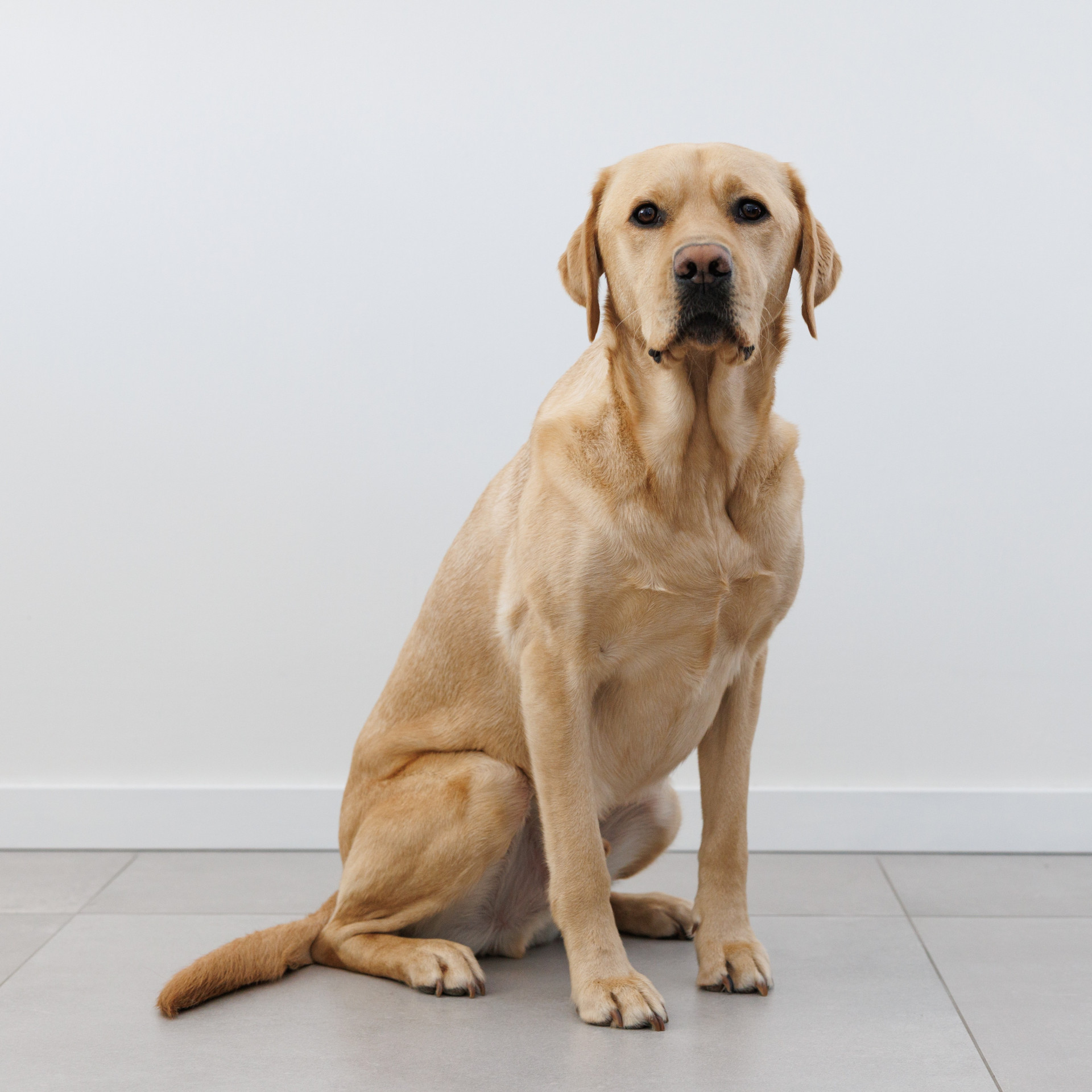 PTSS-assistentiehond