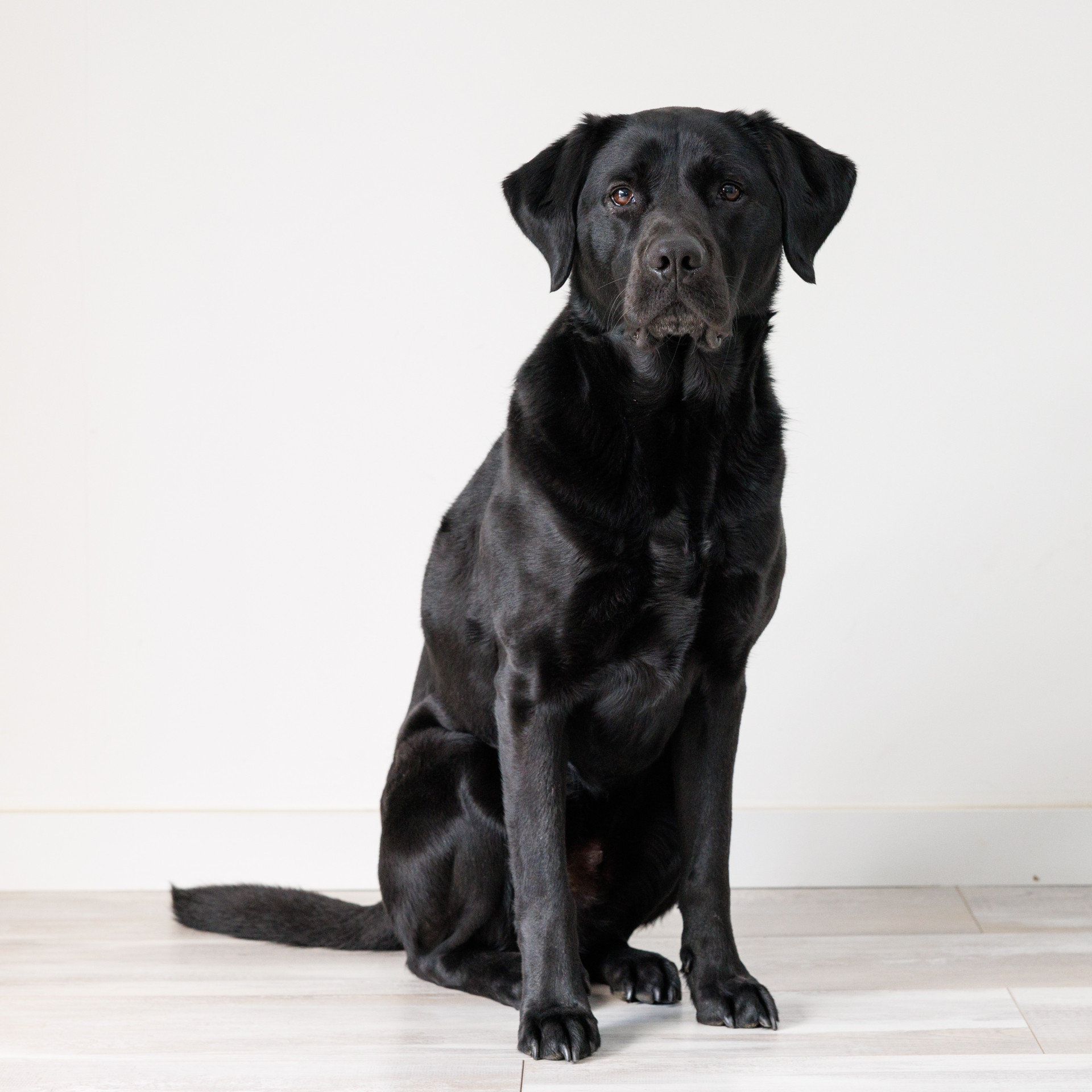 Assistentiehond voor kinderen