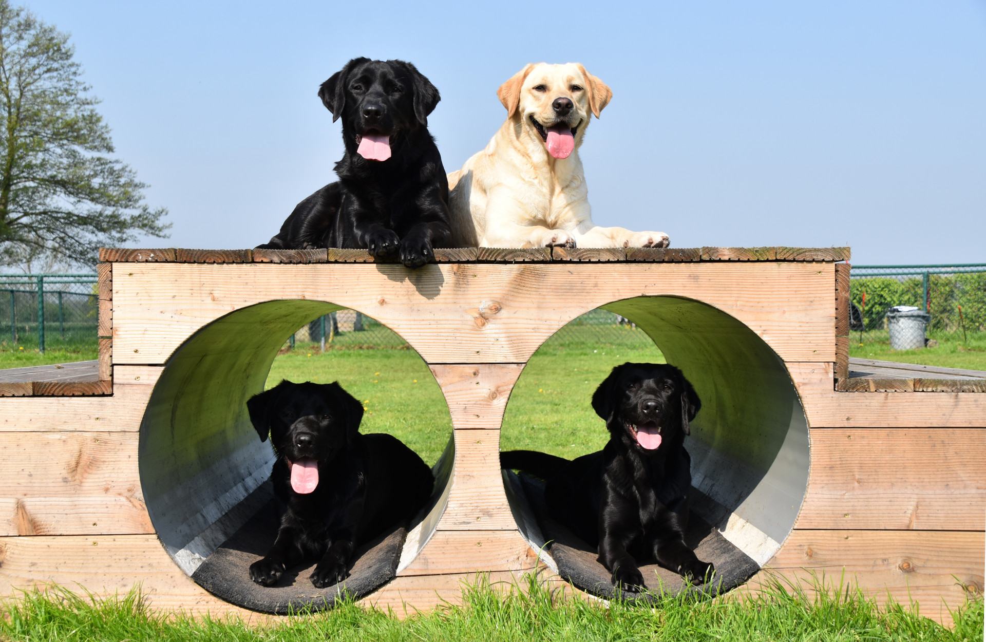 4 honden op een speeltoestel