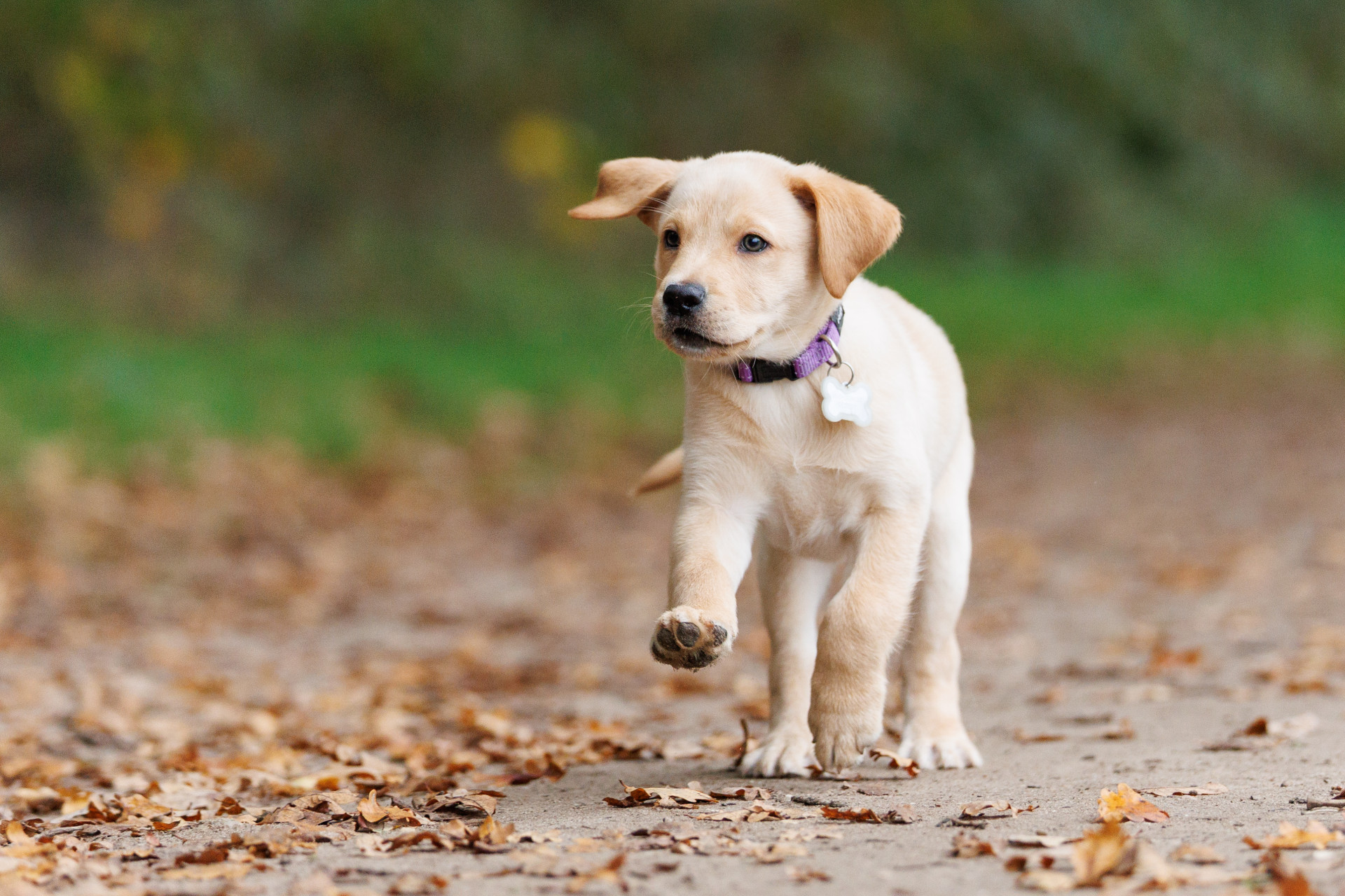 foto van blonde labrador Japi die in het bos loopt