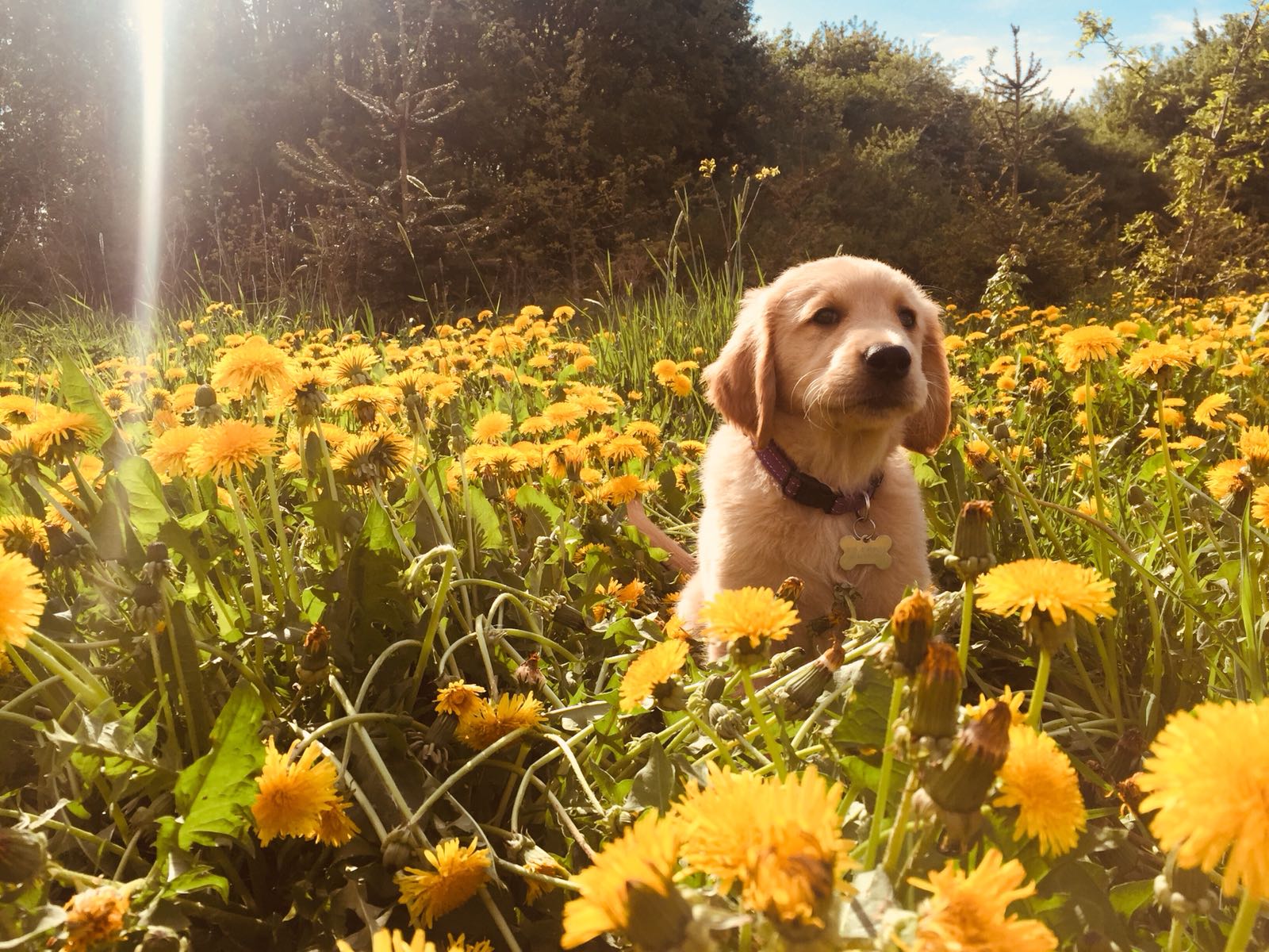 golden retrieverpup in een veld vol gele bloemen