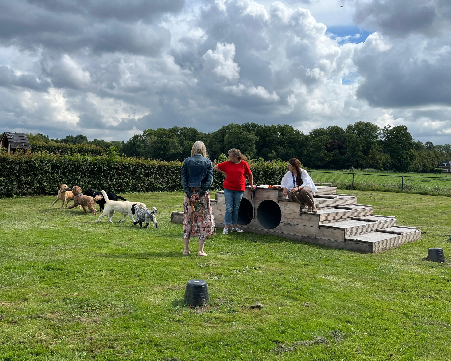 verschillende soorten honden spelen buiten op grasveld, collega's kijken hiernaar
