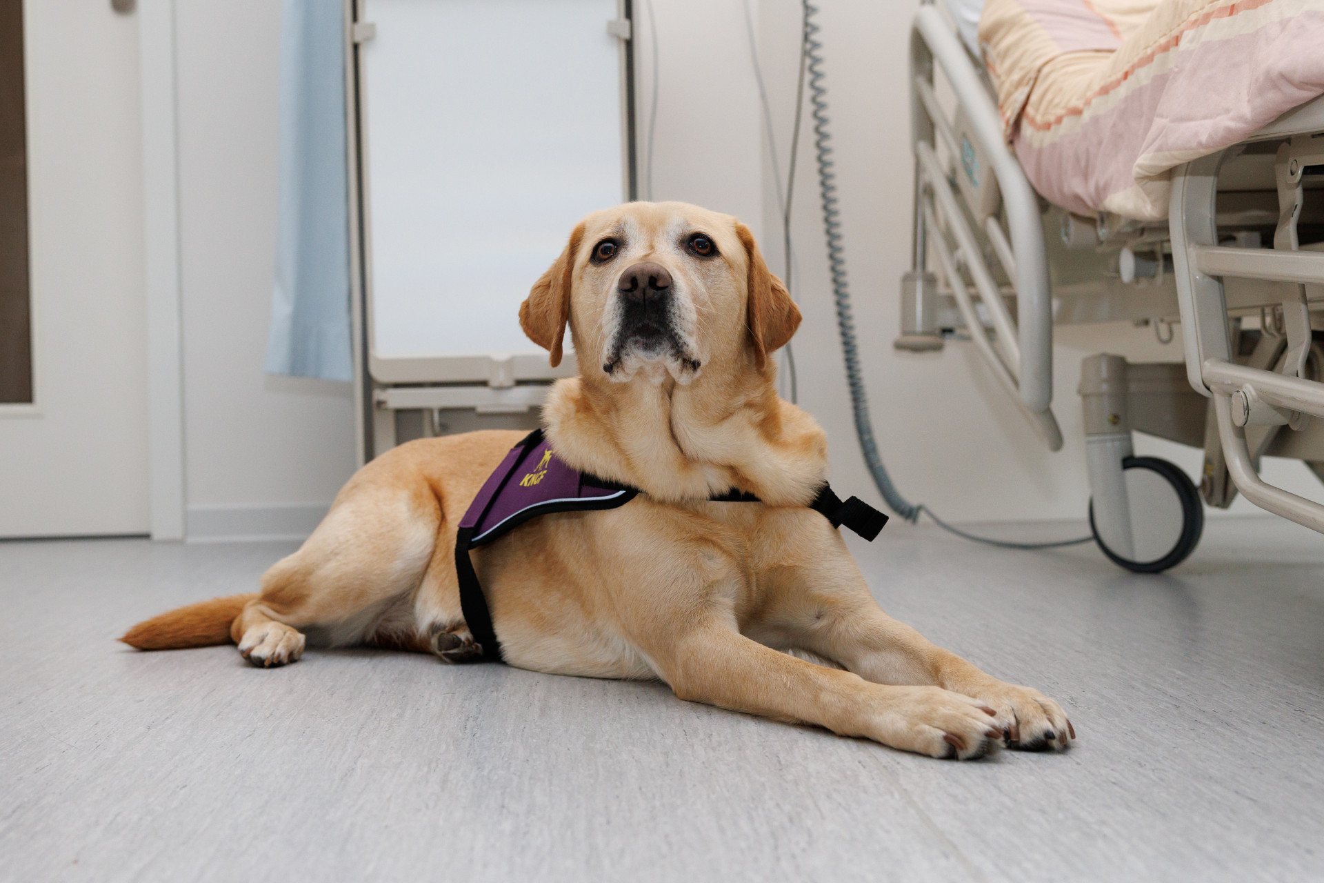 blonde hond in kngf-hesje ligt op de grond naast ziekenhuisbed