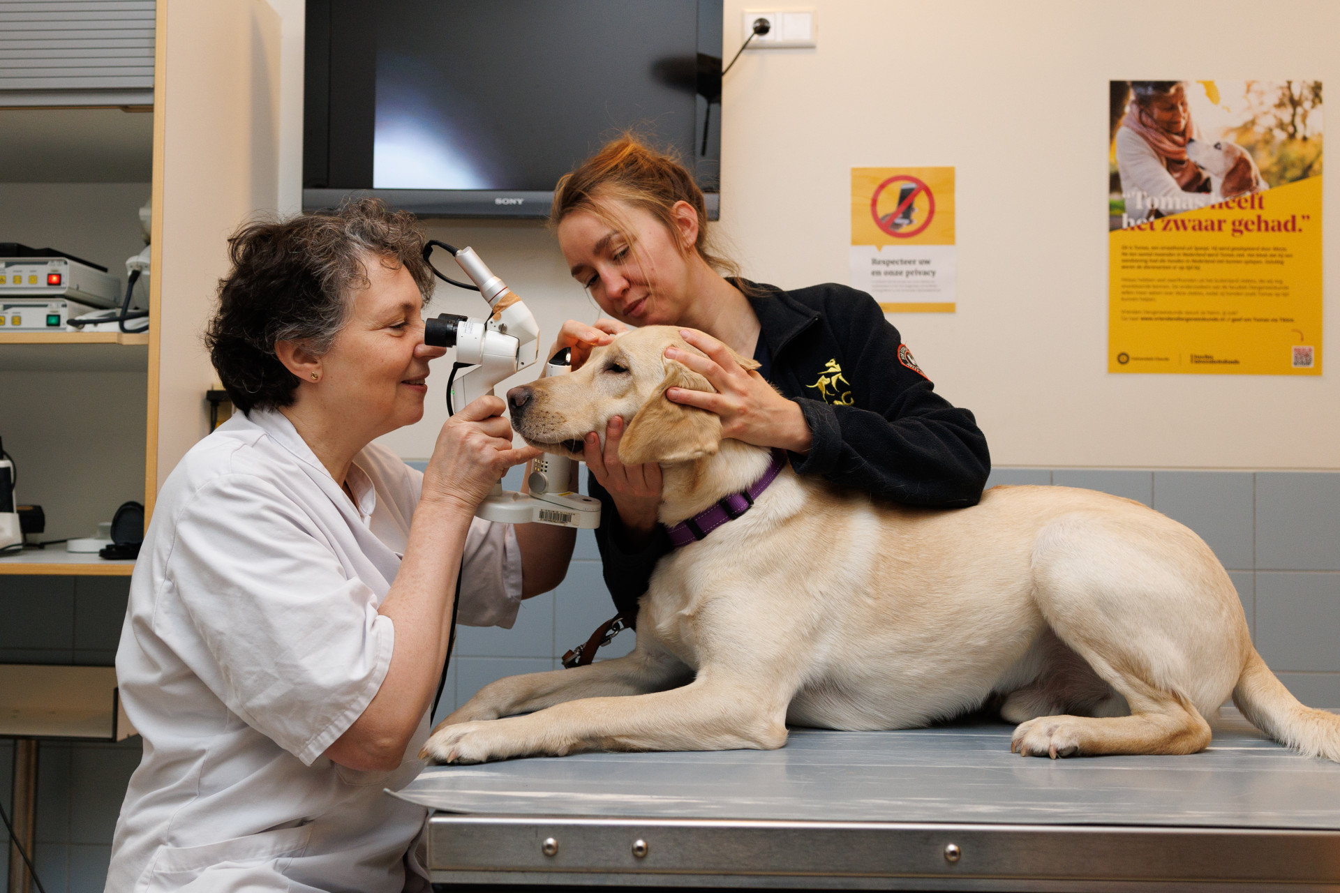 Blonde hond ligt op onderzoekstafel. Naast de hond onze collega die zijn koppie vasthoud en de specialist kijkt met een lens goed in het oog van de hond. 