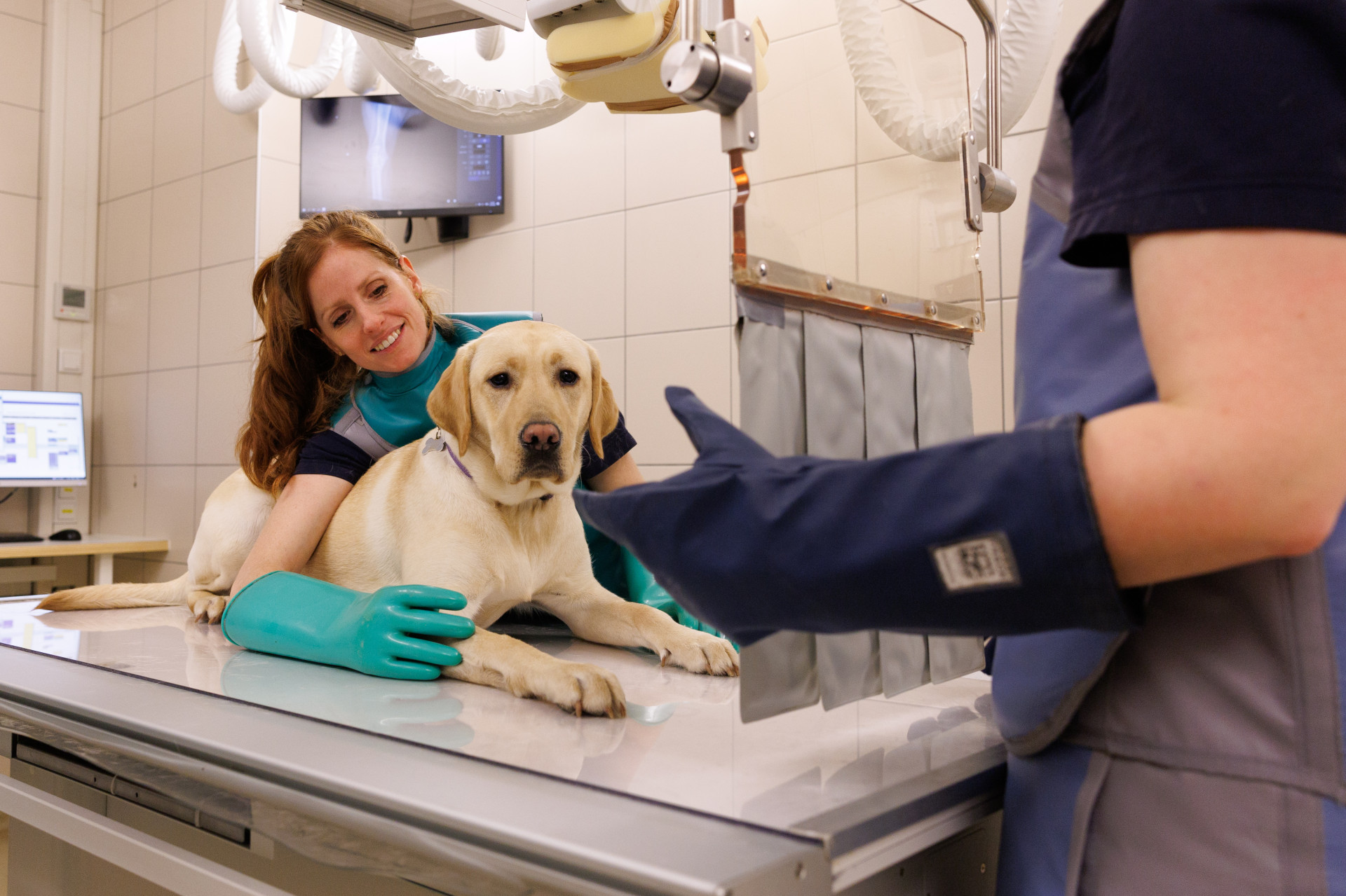Blonde hond ligt op onderzoekstafel en word vastgehouden door 2 laboranten.