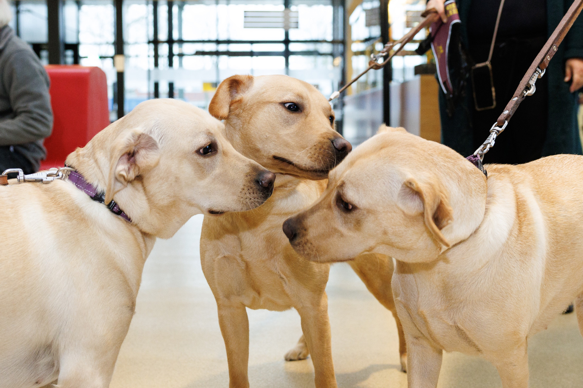 3 jonge blonde honden snuffelen aan elkaar