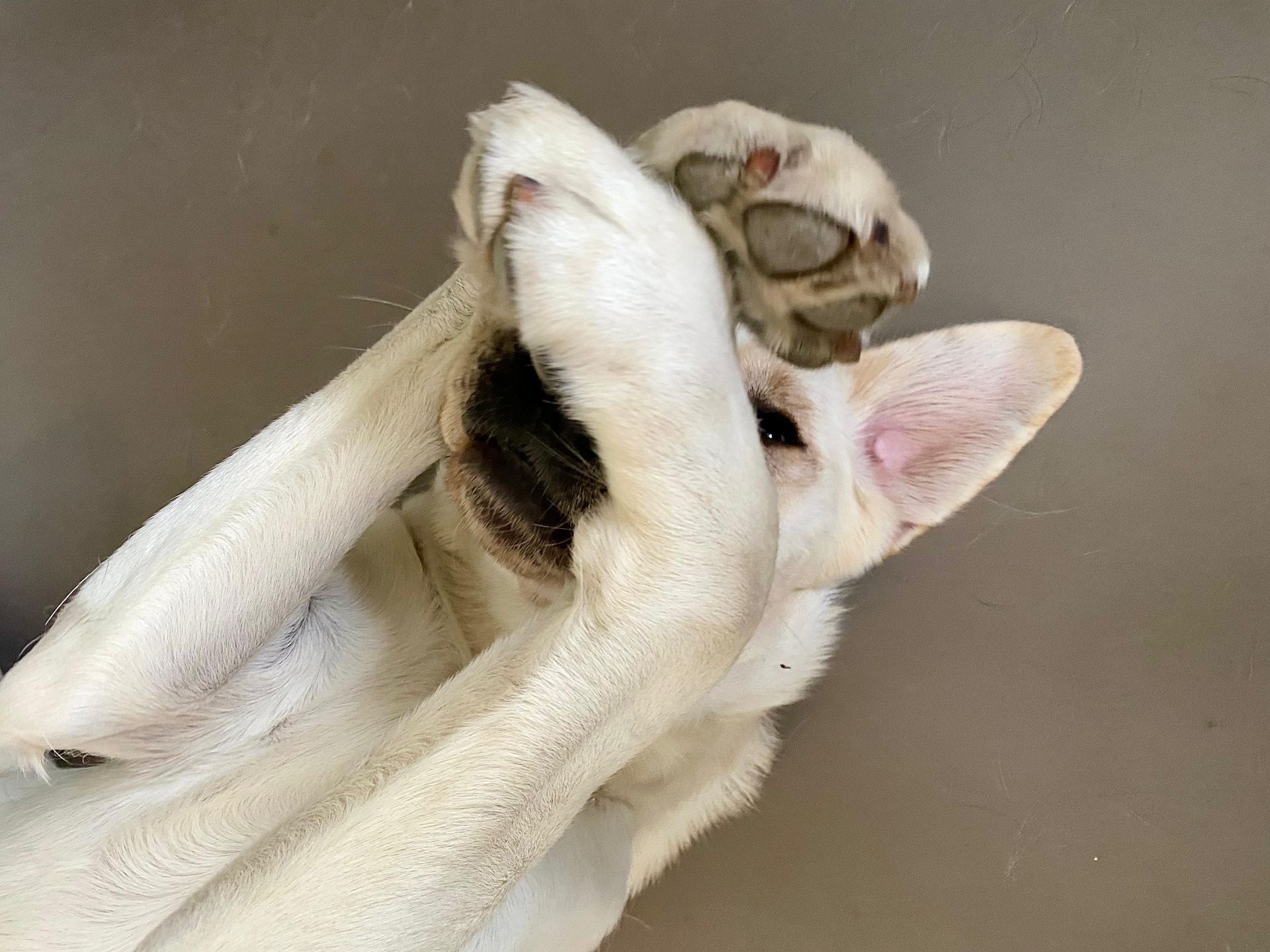 blonde hond verstopt zich achter zijn pootjes