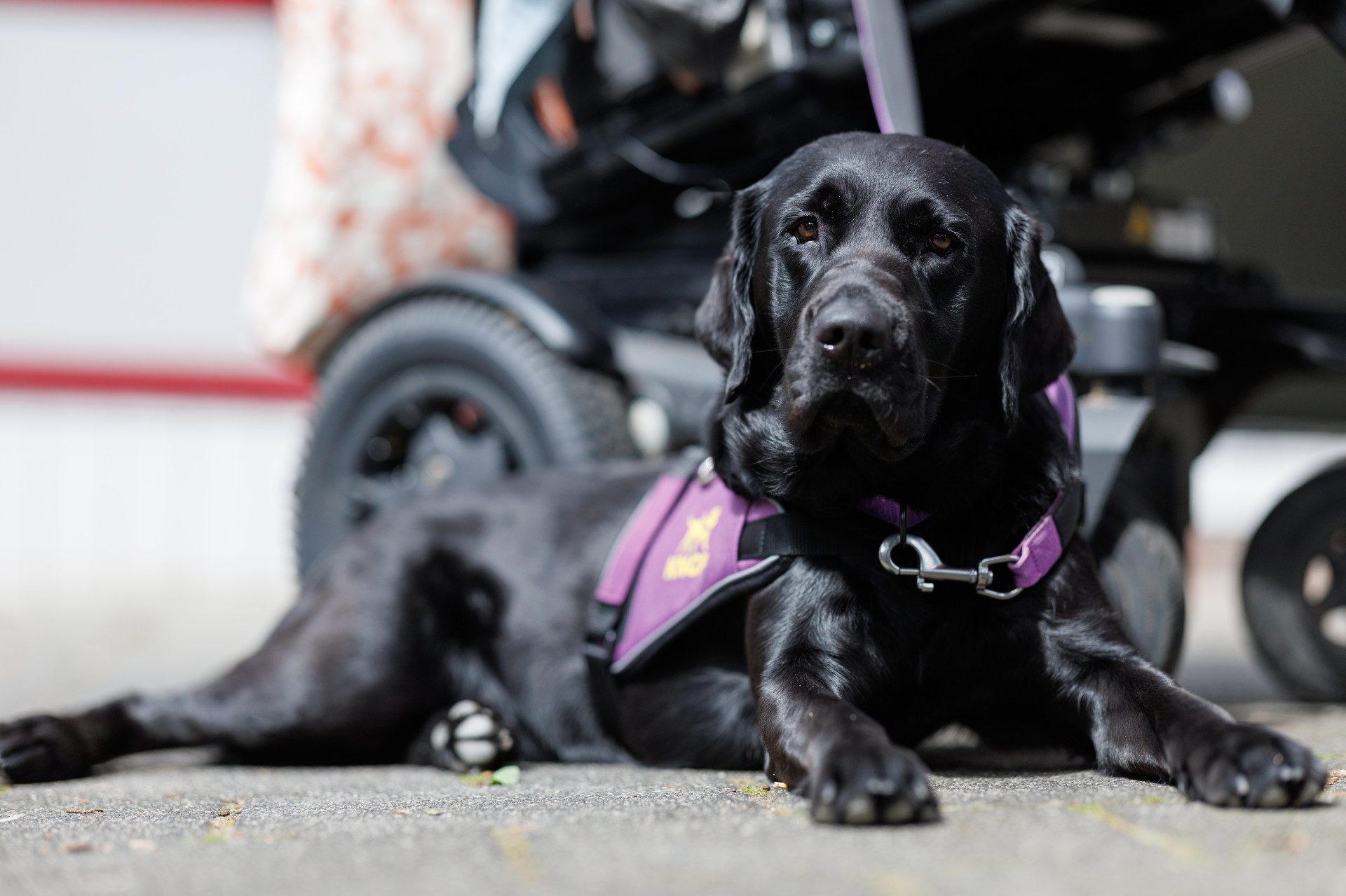 Close-up van ADL-assistentiehond Jissa