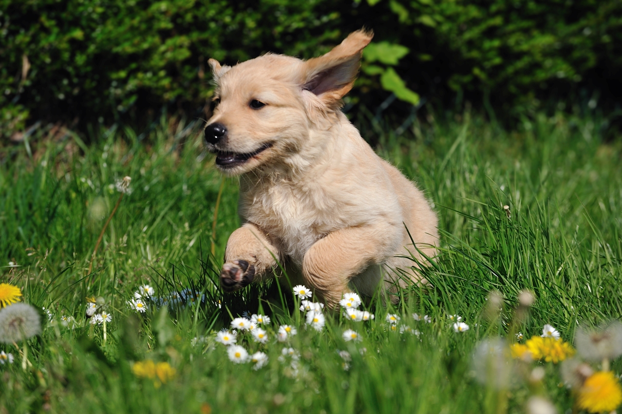 pup rennend door het gras