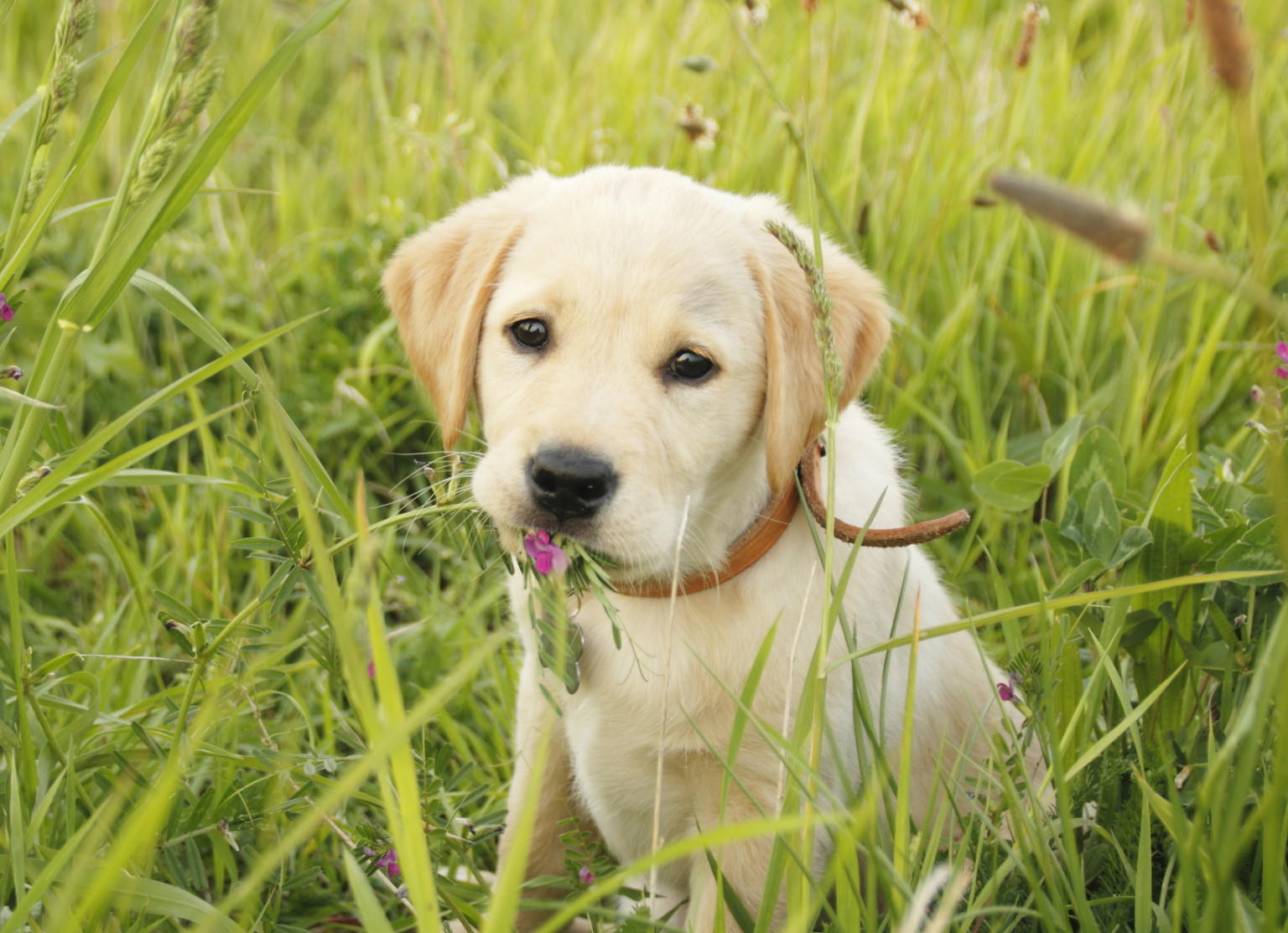 afbeelding voor Sponsor exclusief een hond